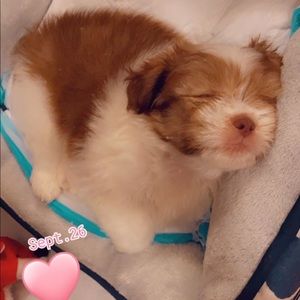 Meet your Posher, Martha